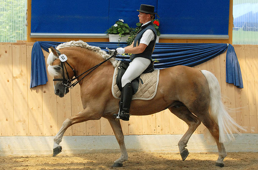 Unsere Hengst-Parade 2023