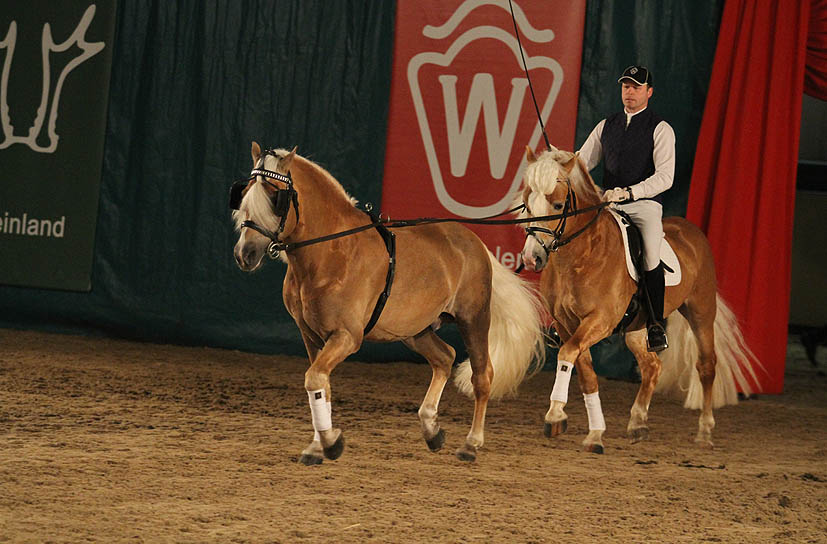 Unsere Hengst-Parade 2023