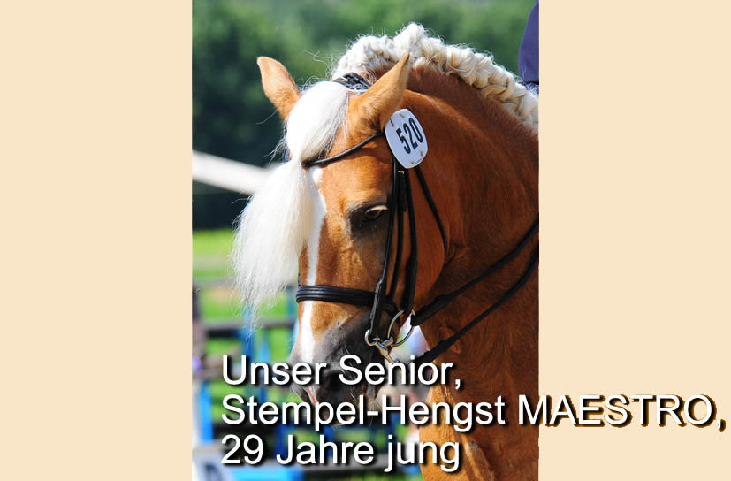 Unsere Hengst-Parade 2023