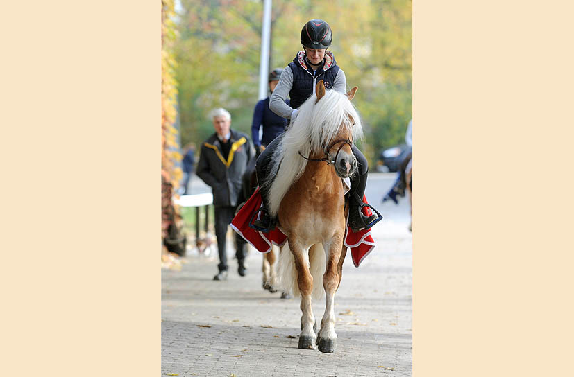 Unsere Hengst-Parade 2023