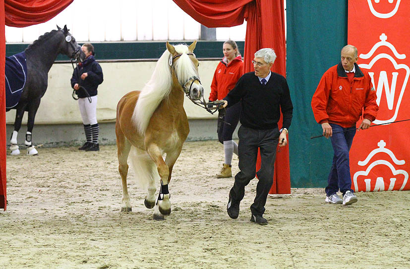 Unsere Hengst-Parade 2023