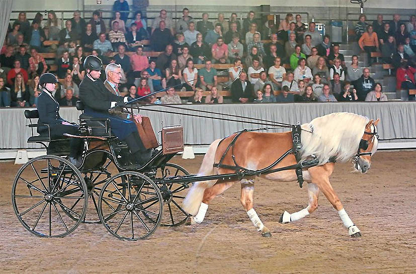 Unsere Hengst-Parade 2023