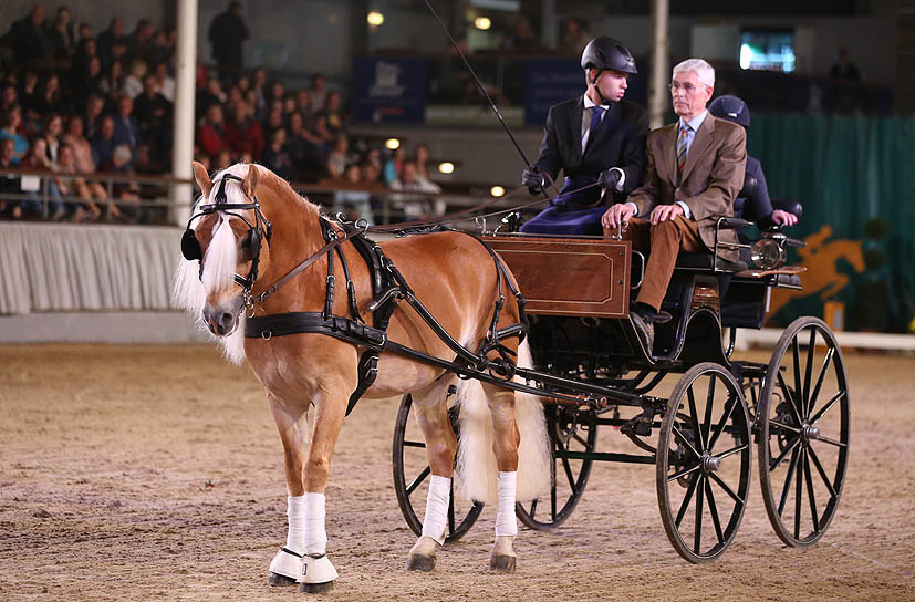 Unsere Hengst-Parade 2023