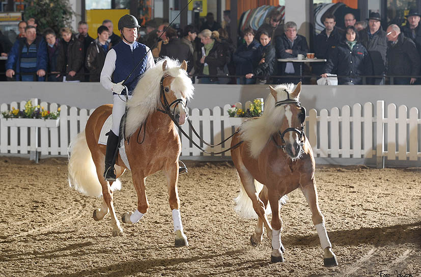 Unsere Hengst-Parade 2023