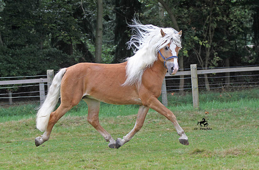 Unsere Hengst-Parade 2023