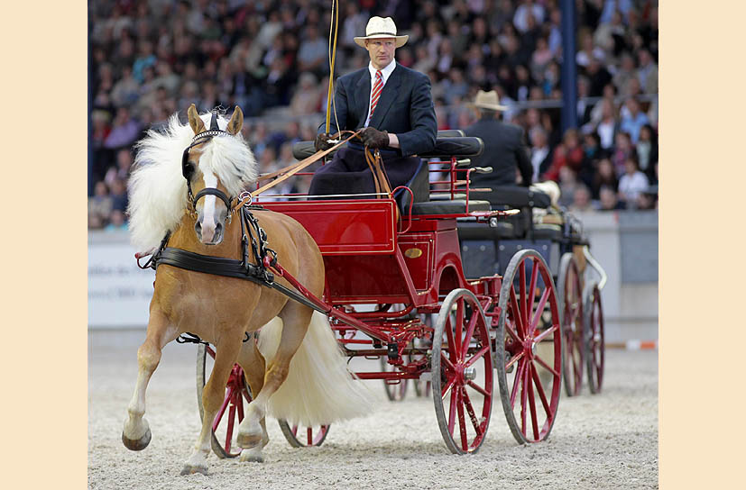 Unsere Hengst-Parade 2023