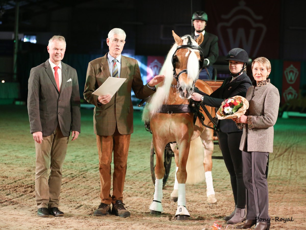 Foto pony-royal. Auktionsparade mit unserem Hengst MONET v. MAESTRO, gefahren von Dominik Lübbecke